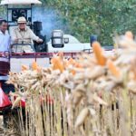Ketahanan Pangan Kian Diperkuat, Presiden Prabowo Pimpin Langsung Panen Raya Jagung di Tuban
