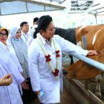 Titiek Soeharto Dorong Sapi Lokal Jadi Kekuatan Utama Swasembada Susu